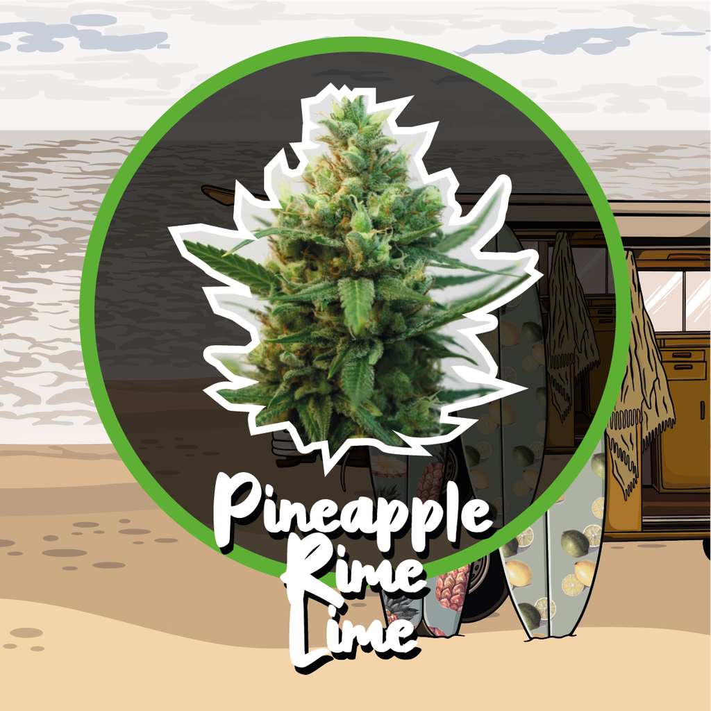 DELIRIUM SEEDS  - PINEAPPLE RIME LIME FEM X4