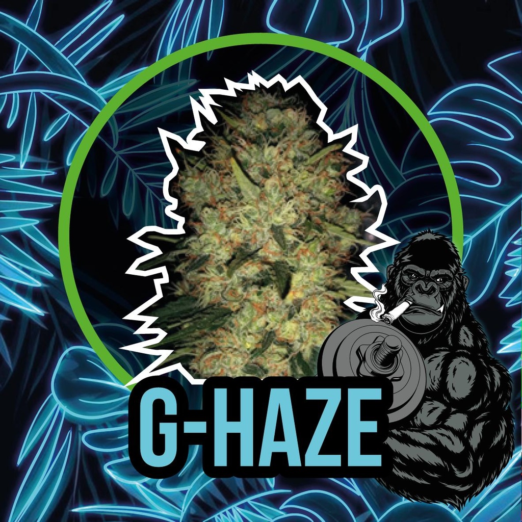 DELIRIUM SEEDS  - G-HAZE FAST VERSION X4