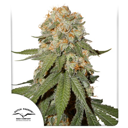 DUTCH PASSION  - ORANGE BUD FEM X3