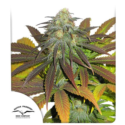 DUTCH PASSION  - CALIFORNIA ORANGE FEM X3