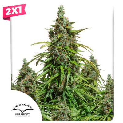 DUTCH PASSION  - AUTOMAZAR X3 PROMOCION 2X1