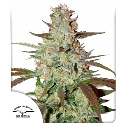 DUTCH PASSION  - BLUE AUTO MAZAR X3