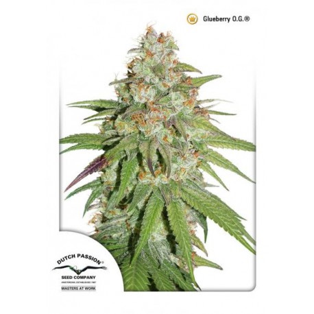 DUTCH PASSION  - GLUEBERRY O.G FEM X3