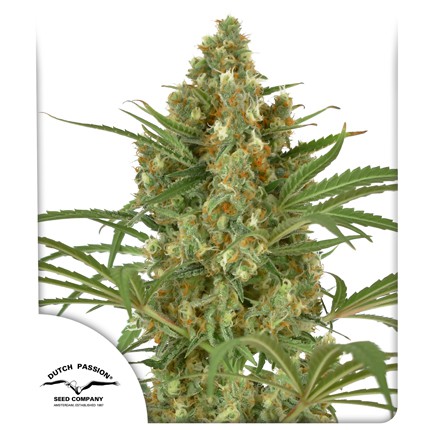 DUTCH PASSION  - SNOW BUD FEM X3