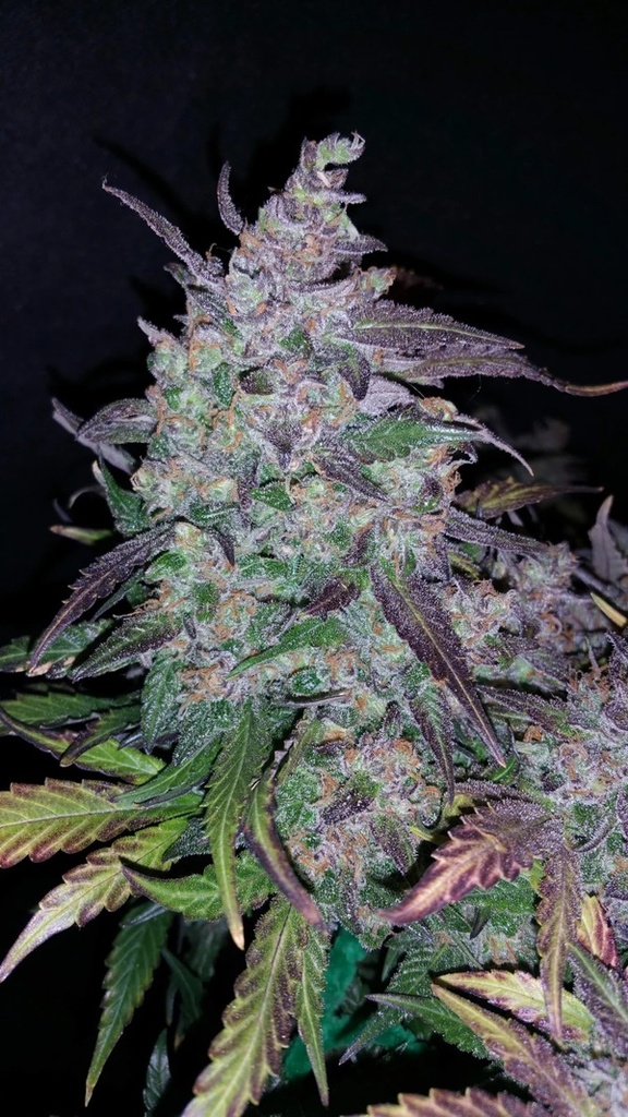 FAST BUDS  - FASTBERRY AUTO X1