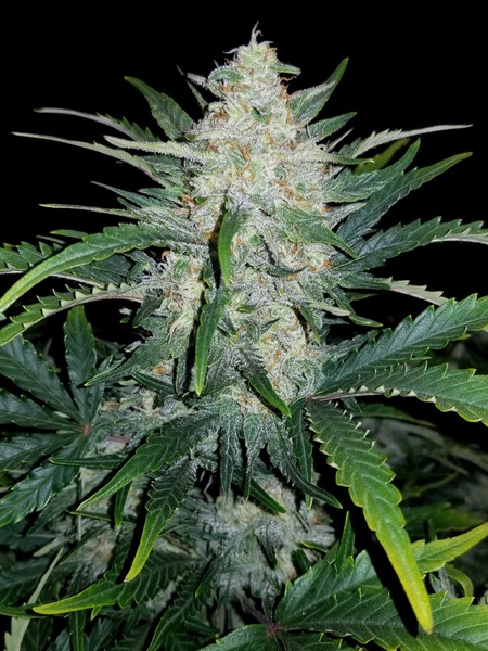 FAST BUDS  - RHINO RYDER AUTO X1