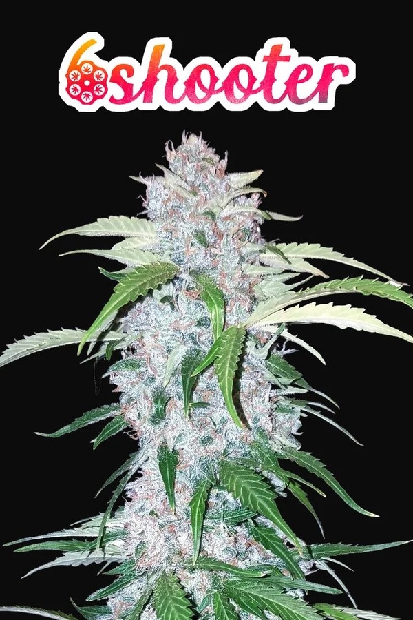 FAST BUDS  - SIX SHOOTER AUTO X1