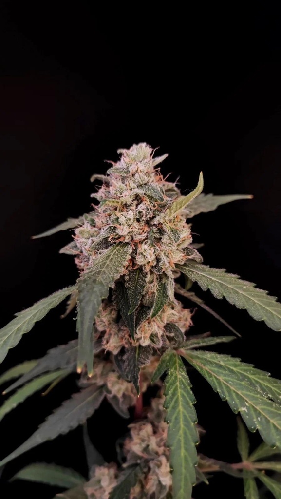 FAST BUDS  - ORIG AUTO AK X3+2