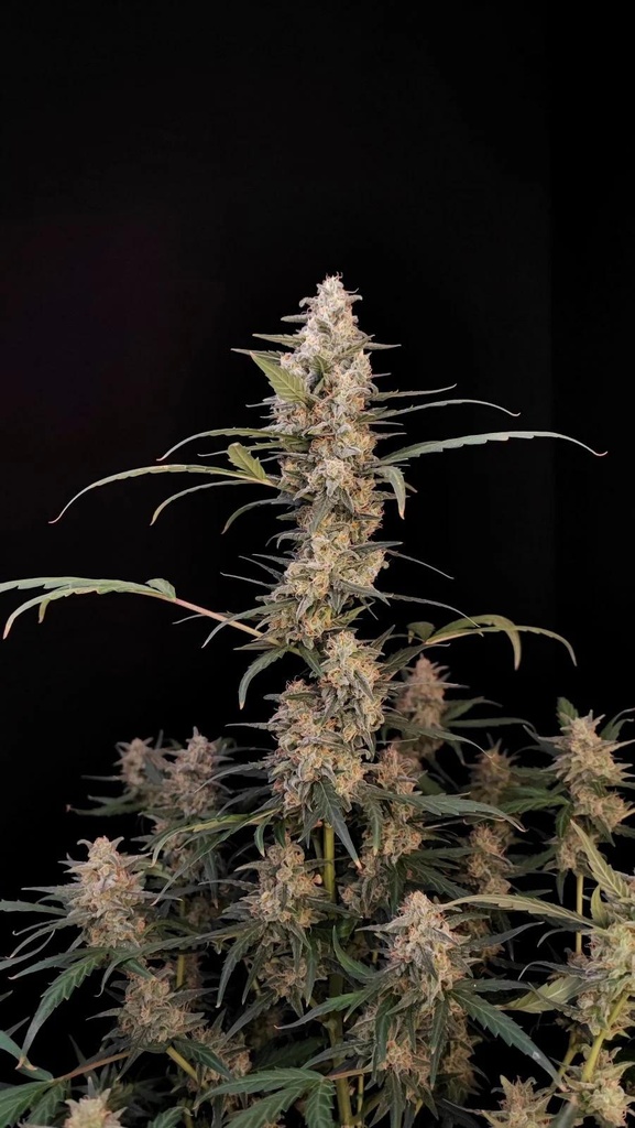 FAST BUDS  - ORIGINAL AUTO CRITICAL X3+2