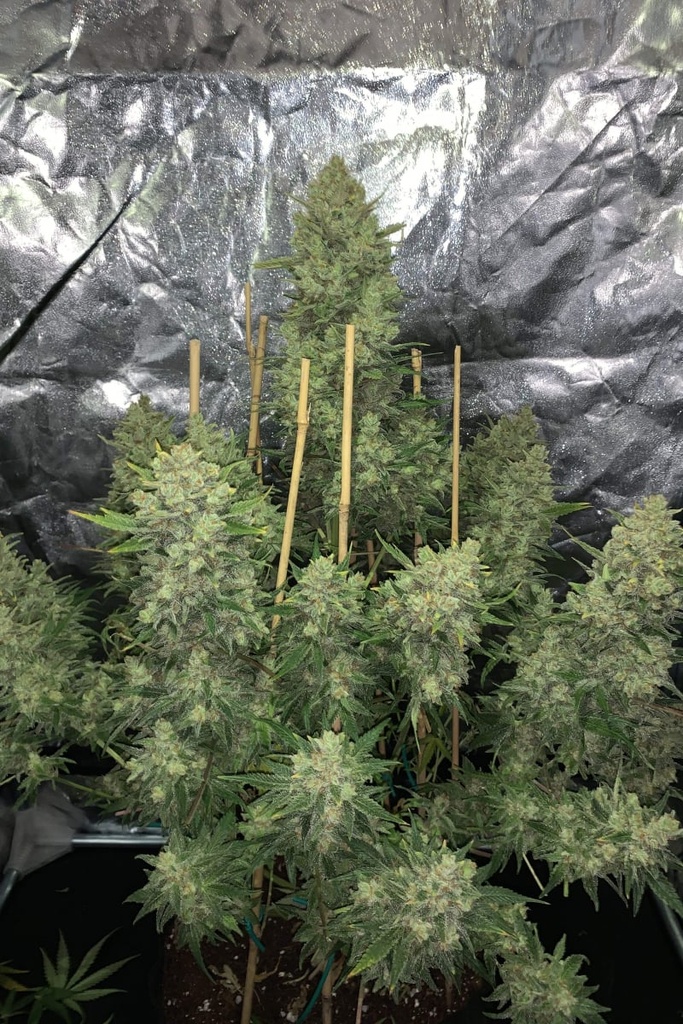 FAST BUDS  - ORIGINAL AUTO OG KUSH X3+2