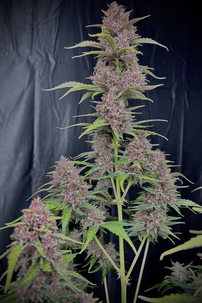 FAST BUDS  - BANANA PURPLE PUNCH AUTO 5+3