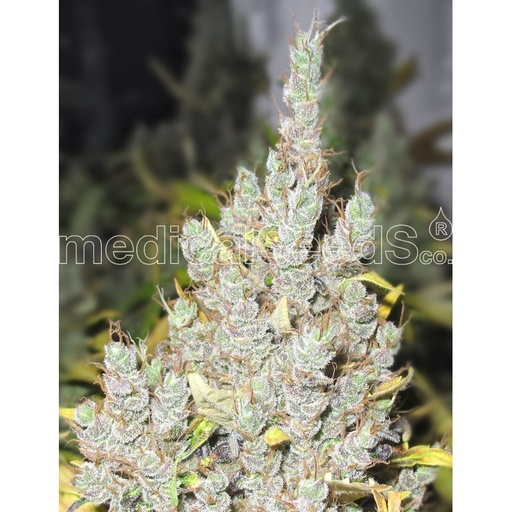 [MDS002] MEDICAL SEEDS  - 2046 FEM X3 (+ 2 PROMO)