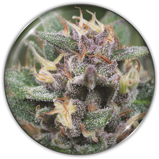 [MDS004] MEDICAL SEEDS  - BLUE HELL AUTO X3 (+ 2 PROMO)