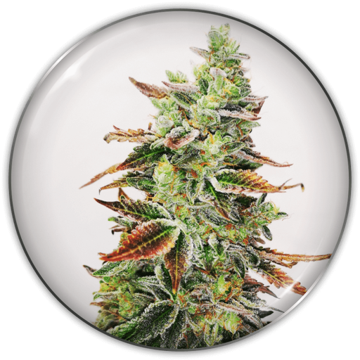 [MDS005] MEDICAL SEEDS  - BANANA PURP FEM X3 (+ 2 PROMO)