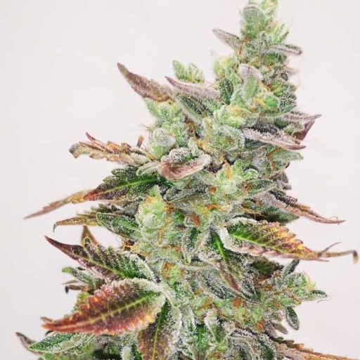 [MDS005] MEDICAL SEEDS  - BANANA PURP FEM X3 (+ 2 PROMO)