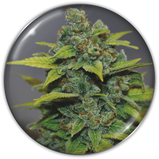 [MDS006] MEDICAL SEEDS  - BANANA ZKITTLEZ FEM X3 (+ 2 PROMO)