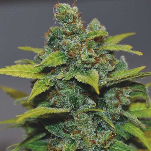 [MDS006] MEDICAL SEEDS  - BANANA ZKITTLEZ FEM X3 (+ 2 PROMO)