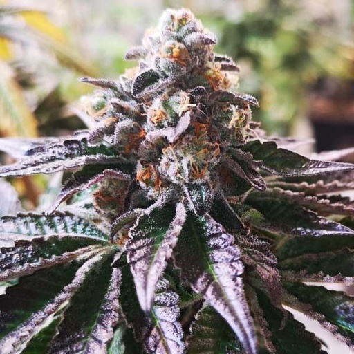 [MDS009] MEDICAL SEEDS  - COOKIES PURPLE PUNCH FEM X3 (+ 2 PROMO)