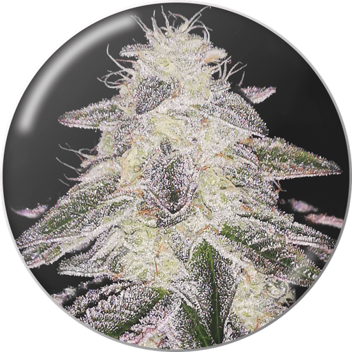 [MDS010] MEDICAL SEEDS  - COOKIES SHERBERT AUTO X3 (+ 2 PROMO)