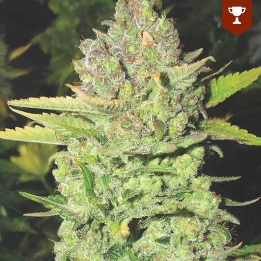 [MDS011] MEDICAL SEEDS  - DEVIL FRUIT FEM X3 (+ 2 PROMO)