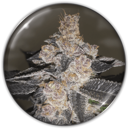 [MDS012] MEDICAL SEEDS  - GELATO 242 FEM X3 (+ 2 PROMO)