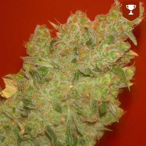 [MDS013] MEDICAL SEEDS  - JACK LA MOTA FEM X3 (+ 2 PROMO)