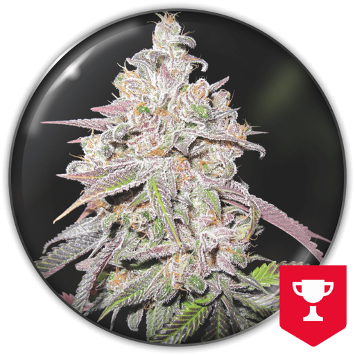 [MDS014] MEDICAL SEEDS  - MENDOCINO CHANEL KUSH FEM X3 (+ 2 PROMO)