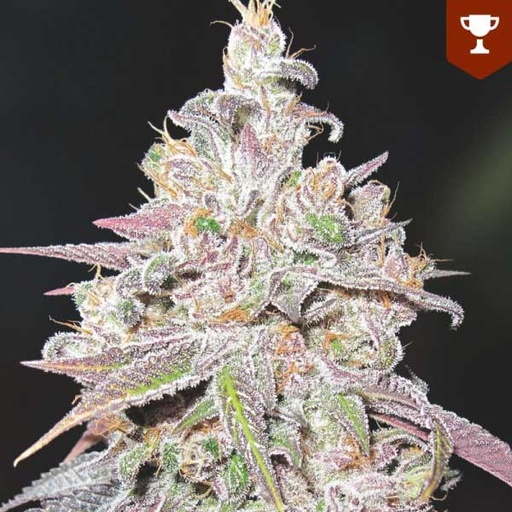 [MDS014] MEDICAL SEEDS  - MENDOCINO CHANEL KUSH FEM X3 (+ 2 PROMO)