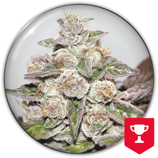 [MDS016] MEDICAL SEEDS  - MENDOCINO PURPLE KUSH FEM X3 (+ 2 PROMO)