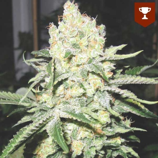 [MDS018] MEDICAL SEEDS  - NO NAME FEM X3 (+ 2 PROMO)