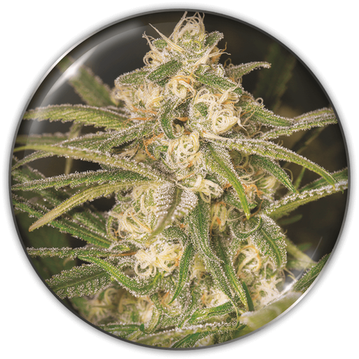 [MDS019] MEDICAL SEEDS  - NO NAME AUTO X3 (+ 2 PROMO)