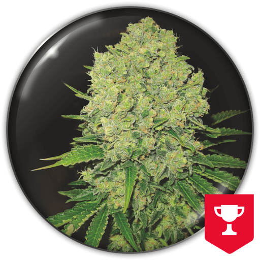 [MDS022] MEDICAL SEEDS  - PROZACK FEM X3 (+ 2 PROMO)