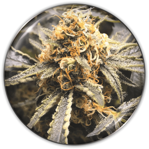 [MDS023] MEDICAL SEEDS  - RECOVERY CBD FEM X3 (+ 2 PROMO)