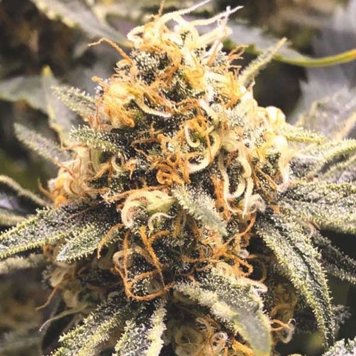 [MDS023] MEDICAL SEEDS  - RECOVERY CBD FEM X3 (+ 2 PROMO)