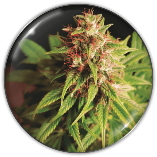 [MDS024] MEDICAL SEEDS  - RED CROSS CBD FEM X3 (+ 2 PROMO)