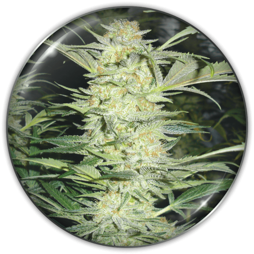 [MDS027] MEDICAL SEEDS  - WHITE WIDOW FEM X3 (+ 2 PROMO)