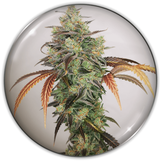 [MDS029] MEDICAL SEEDS  - Y GRIEGA CBD 2.0 FEM X3 (+ 2 PROMO)