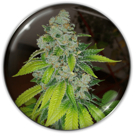 [MDS030] MEDICAL SEEDS  - ZKITTLEZ FEM X3 (+ 2 PROMO)