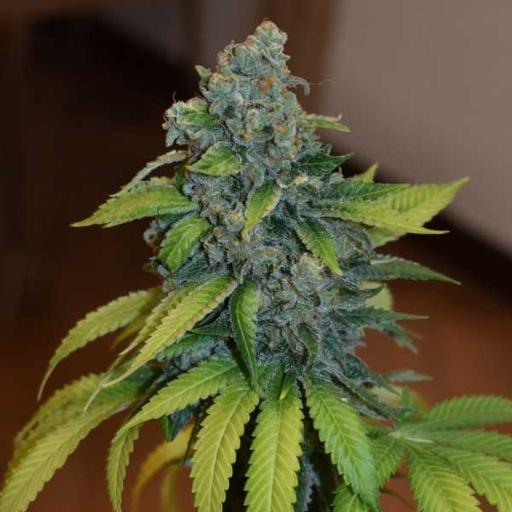 [MDS030] MEDICAL SEEDS  - ZKITTLEZ FEM X3 (+ 2 PROMO)