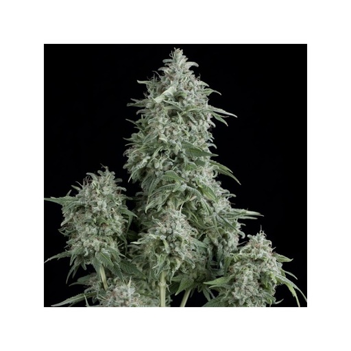 [PYS033] PYRAMID SEEDS - ANUBIS FEM X1