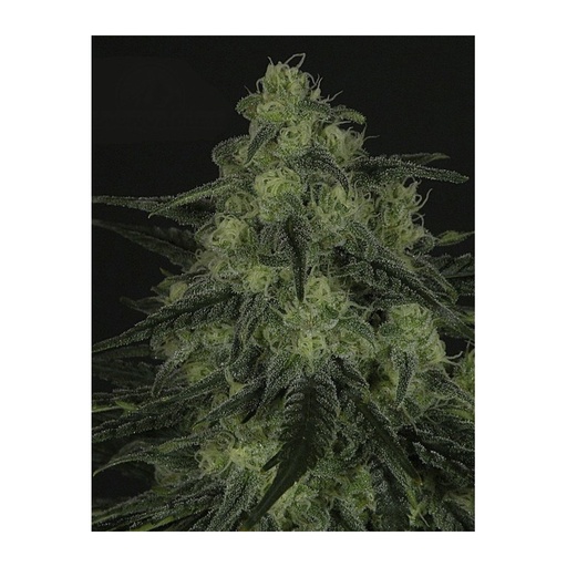 [RPS004] RIPPER SEEDS - BLACK VALLEY FEM X3