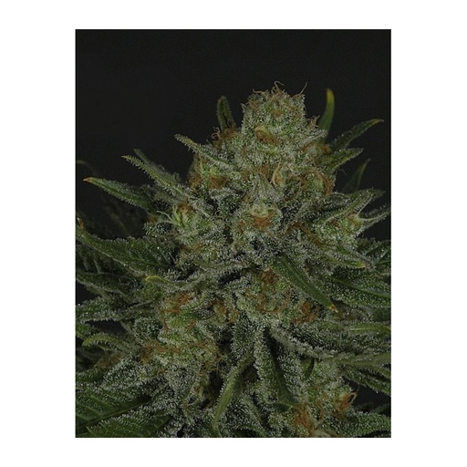 [RPS007] RIPPER SEEDS - DOUBLE GLOCK FEM X3