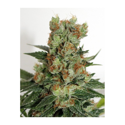 [RPS009] RIPPER SEEDS - FUEL OG FEM X3