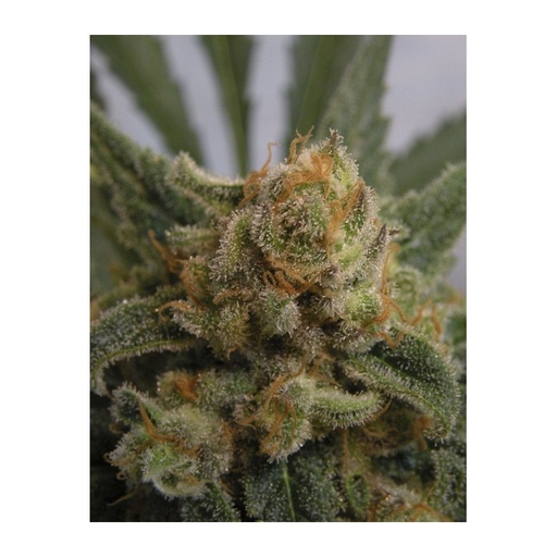 [RPS010] RIPPER SEEDS - GRAPEGUM FEM X3