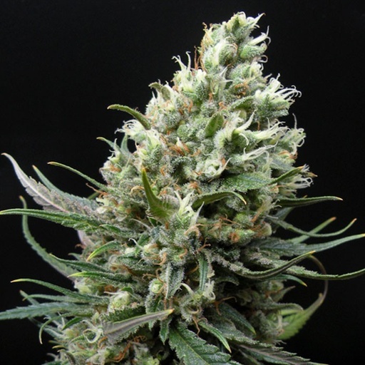 [RPS011] RIPPER HAZE FEM X3 - RIPPER SEEDS