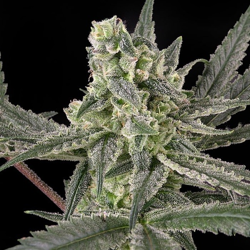 [RPS015] RIPPER SEEDS - OLD SCHOOL FEM X3