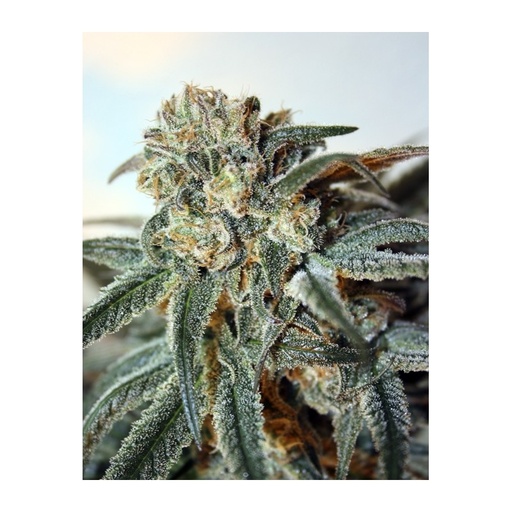 [RPS020] RIPPER SEEDS - ZOMBIE KUSH FEM X3