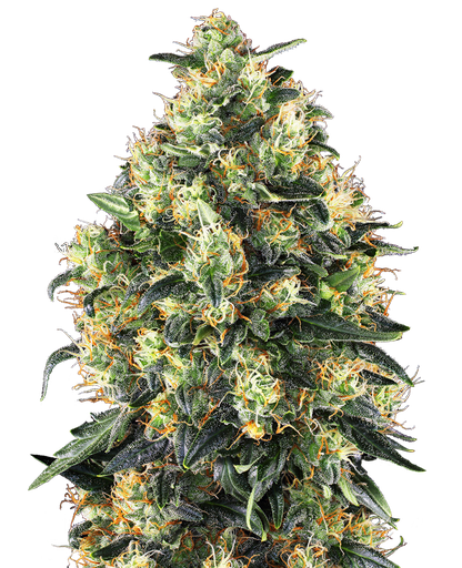 [SSS008] SENSI SEEDS - SUPER SKUNK AUTO X10