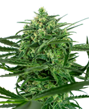 [SSS043] SENSI SEEDS - SENSI AMNESIA FEM X3