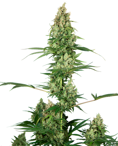 [SSS045] SENSI SEEDS - SILVER FIRE FEM X3